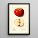 Malus domestica Winesap - Ellen Isham Schutt — oprawiony obraz na ścianie