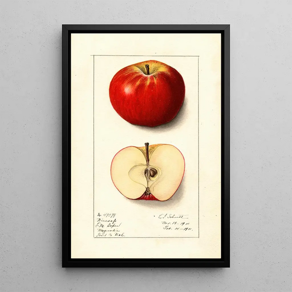 Malus domestica Winesap - Ellen Isham Schutt — oprawiony obraz na ścianie