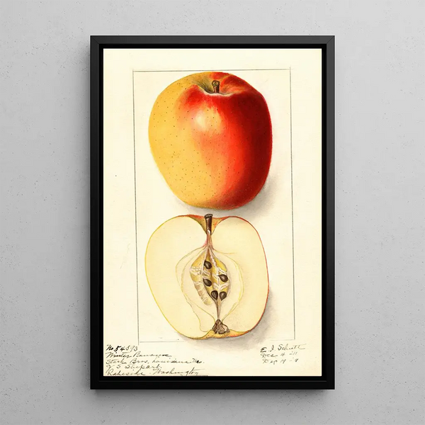 Malus domestica Winter Banana - Ellen Isham Schutt — oprawiony obraz na ścianie
