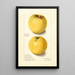 Malus domestica Yellow Bellflower - Ellen Isham Schutt — oprawiony obraz na ścianie