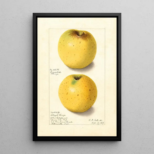 Malus domestica Yellow Bellflower - Ellen Isham Schutt — oprawiony obraz na ścianie
