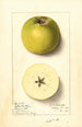 Malus domestica Yellow Newtown - Ellen Isham Schutt — widok dzieła