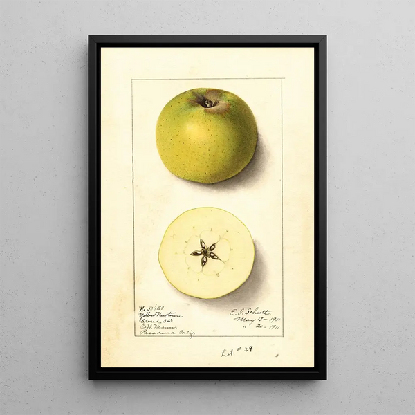 Malus domestica Yellow Newtown - Ellen Isham Schutt — oprawiony obraz na ścianie