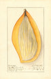 Mangifera indica Ameeri - Ellen Isham Schutt — widok dzieła