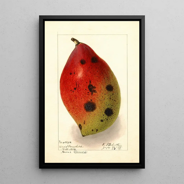 Mangifera indica Ameeri Amiri - Ellen Isham Schutt — oprawiony obraz na ścianie