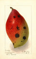 Mangifera indica Ameeri Amiri - Ellen Isham Schutt — widok dzieła