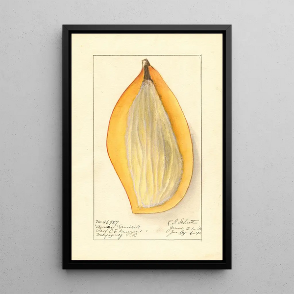 Mangifera indica Ameeri - Ellen Isham Schutt — oprawiony obraz na ścianie