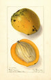 Mangifera indica Amiri - Ellen Isham Schutt — widok dzieła