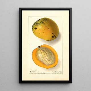 Ellen Isham Schutt - Mangifera indica Amiri.webp