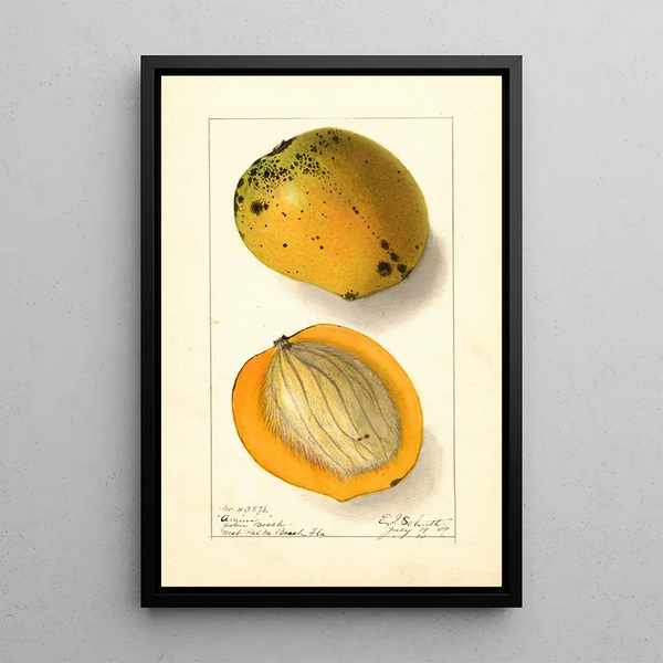Mangifera indica Amiri - Ellen Isham Schutt — oprawiony obraz na ścianie