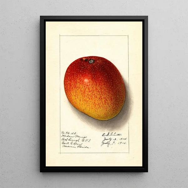 Mangifera indica Haden - Ellen Isham Schutt — oprawiony obraz na ścianie