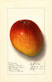 Mangifera indica Haden - Ellen Isham Schutt — widok dzieła