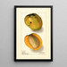 Mangifera indica Rajia - Ellen Isham Schutt — oprawiony obraz na ścianie