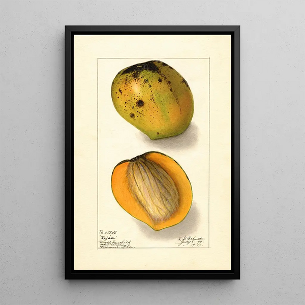 Mangifera indica Rajia - Ellen Isham Schutt — oprawiony obraz na ścianie
