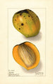 Mangifera indica Rajia - Ellen Isham Schutt — widok dzieła