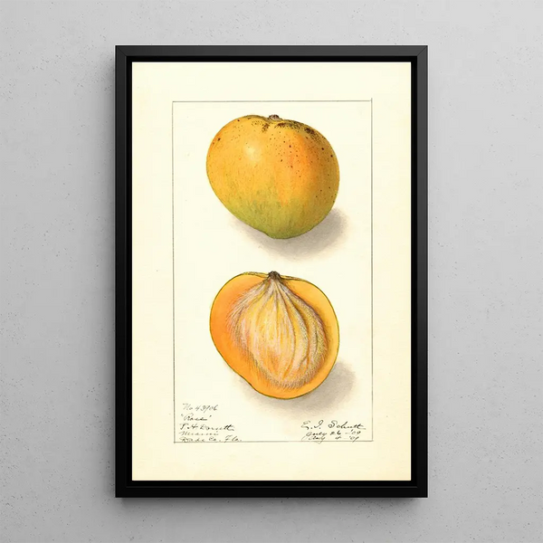 Mangifera indica Rose - Ellen Isham Schutt — oprawiony obraz na ścianie