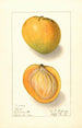Mangifera indica Rose - Ellen Isham Schutt — widok dzieła