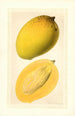 Mangifera indica Totafarice - Ellen Isham Schutt — widok dzieła