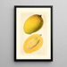 Mangifera indica Totafarice - Ellen Isham Schutt — oprawiony obraz na ścianie