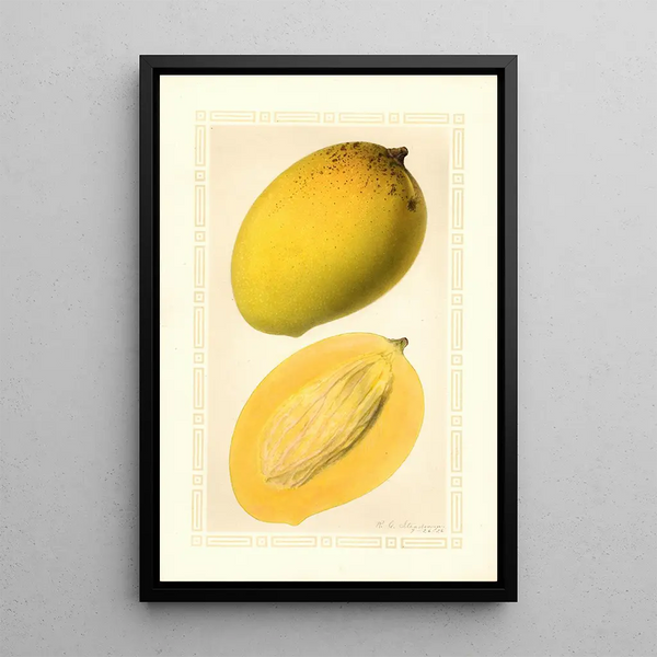 Mangifera indica Totafarice - Ellen Isham Schutt — oprawiony obraz na ścianie