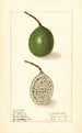 Passiflora - Ellen Isham Schutt — widok dzieła