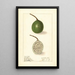 Passiflora - Ellen Isham Schutt — oprawiony obraz na ścianie