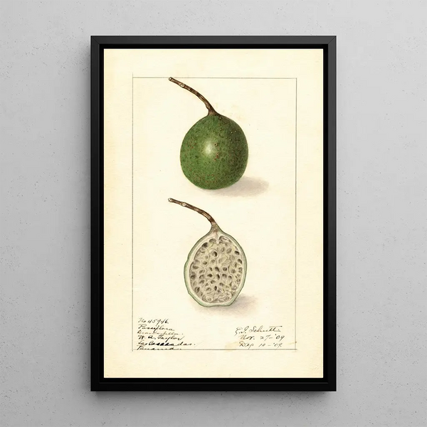 Passiflora - Ellen Isham Schutt — oprawiony obraz na ścianie
