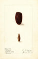Phoenix dactylifera Tafilalt - Ellen Isham Schutt — widok dzieła