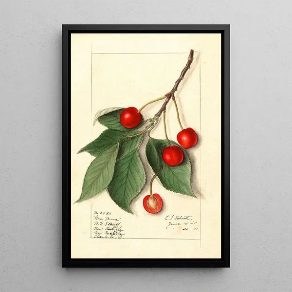 Prunus avium Govenor Wood - Ellen Isham Schutt — oprawiony obraz na ścianie