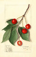 Prunus avium Govenor Wood - Ellen Isham Schutt — widok dzieła
