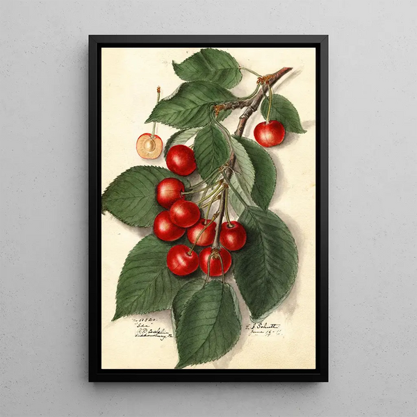 Prunus avium Ida - Ellen Isham Schutt — oprawiony obraz na ścianie
