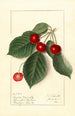 Prunus avium Royal Novelle - Ellen Isham Schutt — widok dzieła