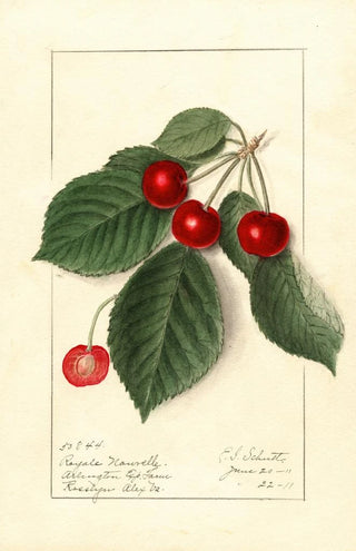 Ellen Isham Schutt - Prunus avium Royal Novelle.webp