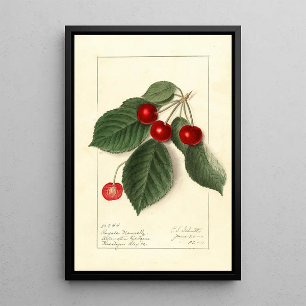 Prunus avium Royal Novelle - Ellen Isham Schutt — oprawiony obraz na ścianie
