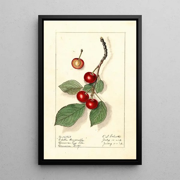 Prunus avium Spate Amarelle - Ellen Isham Schutt — oprawiony obraz na ścianie