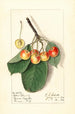 Prunus avium Yellow Spanish - Ellen Isham Schutt — widok dzieła