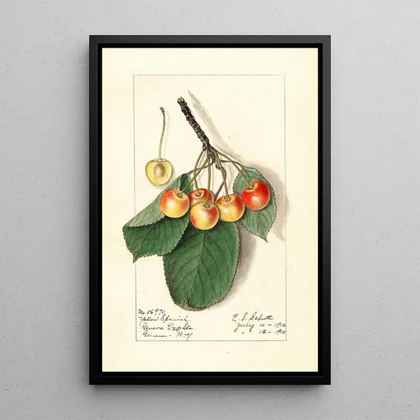 Prunus avium Yellow Spanish - Ellen Isham Schutt — oprawiony obraz na ścianie