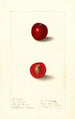 Prunus domestica Free Silver - Ellen Isham Schutt — widok dzieła
