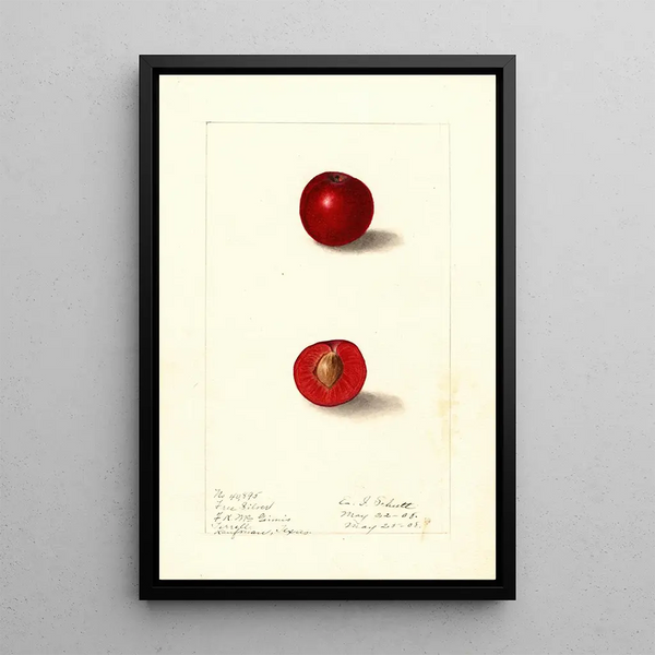 Prunus domestica Free Silver - Ellen Isham Schutt — oprawiony obraz na ścianie