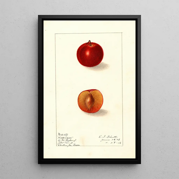 Prunus domestica Happiness - Ellen Isham Schutt — oprawiony obraz na ścianie