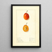Prunus domestica Munson - Ellen Isham Schutt — oprawiony obraz na ścianie