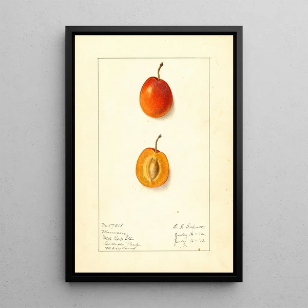 Prunus domestica Munson - Ellen Isham Schutt — oprawiony obraz na ścianie