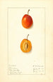 Prunus domestica Munson - Ellen Isham Schutt — widok dzieła