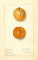 Prunus domestica Ragland - Ellen Isham Schutt — widok dzieła