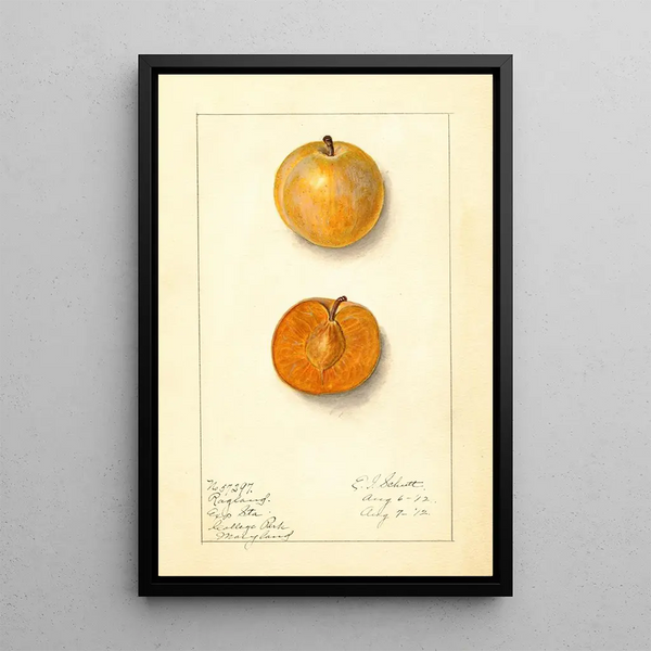 Prunus domestica Ragland - Ellen Isham Schutt — oprawiony obraz na ścianie