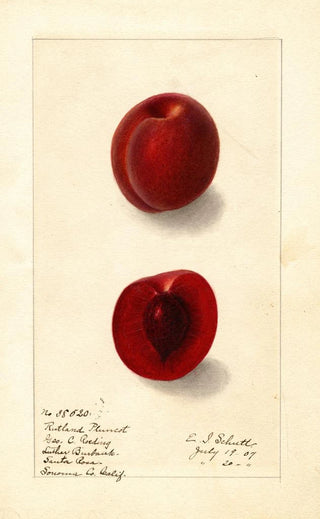 Ellen Isham Schutt - Prunus domestica Rutland Plumcot.webp