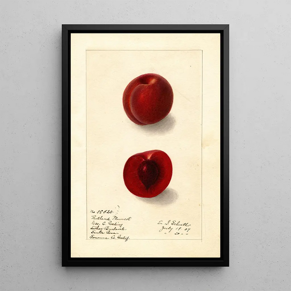 Prunus domestica Rutland Plumcot - Ellen Isham Schutt — oprawiony obraz na ścianie