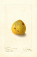 Prunus domestica Wickson - Ellen Isham Schutt — widok dzieła