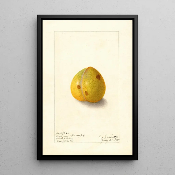 Prunus domestica Wickson - Ellen Isham Schutt — oprawiony obraz na ścianie