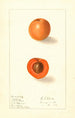 Prunus mume Nellie - Ellen Isham Schutt — widok dzieła